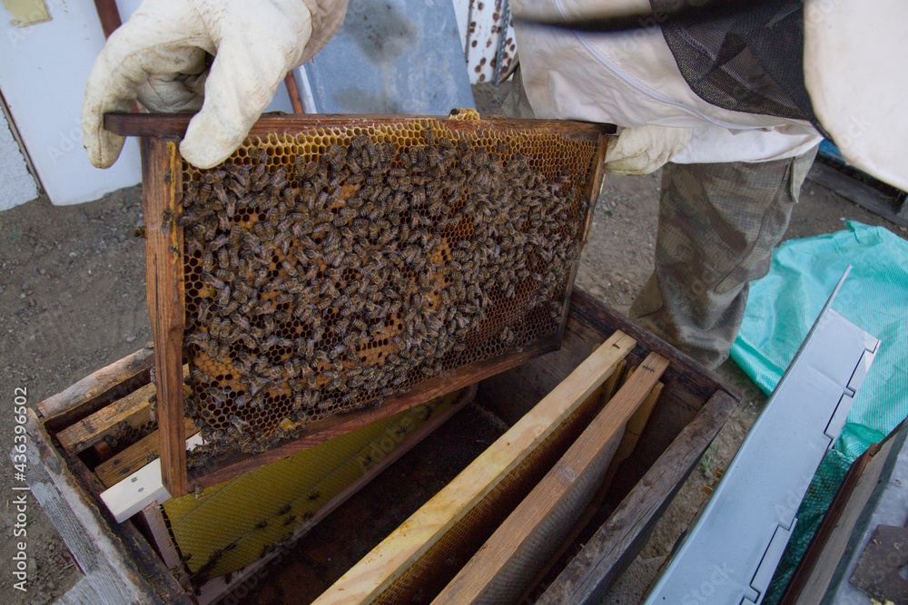Beekeeper holding a honeycomb full of bees. The bee is examining the honeycomb frame. beekeeping concept Beekeeper holding a honeycomb full of bees. The bee is examining the honeycomb frame. beekeeping concept