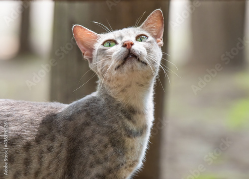 Closeup of cat looking up with bright green eyes
