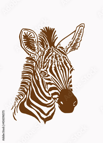 Vintage portrait of zebra graphical savanna animal