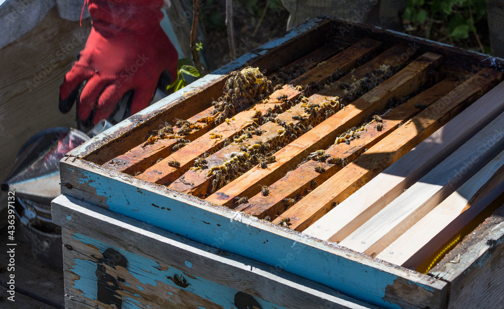 bee combs lined up in rows and a photo of a working bee inside bee combs lined up in rows and a photo of a working bee inside