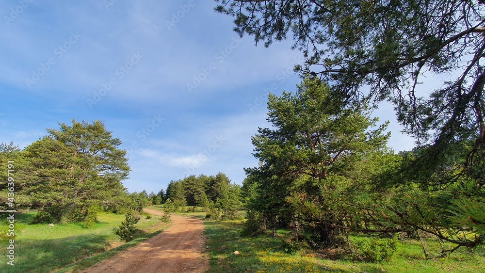 Obraz premium road in the forest