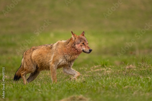 Fototapeta Naklejka Na Ścianę i Meble -  Grey Wolf (Canis lupus). The Bieszczady Mts., Carpathians, Poland.