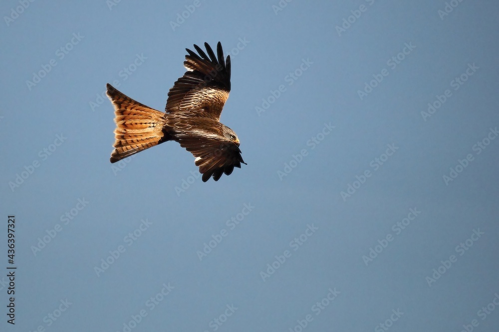Fototapeta premium The golden eagle (Aquila chrysaetos) flying ower the rocks.
