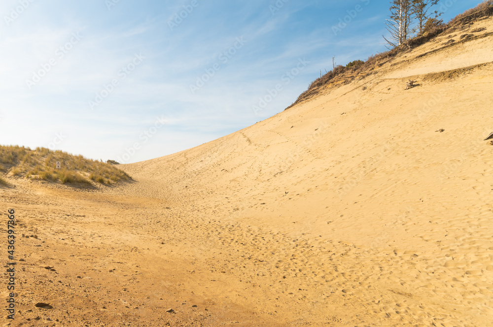 Desert area. No people. Sand dune. On the right, there are dry trees on the hill. Also in the photo is a blue sky with light white clouds. There is an empty space for your insert. Desert area. No people. Sand dune. On the right, there are dry trees on the hill. Also in the photo is a blue sky with light white clouds. There is an empty space for your insert.