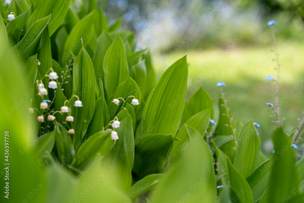 Fototapeta premium Lily of the valley Convallaria majalis white flowers in the garden, blue forget me not flowers in the background
