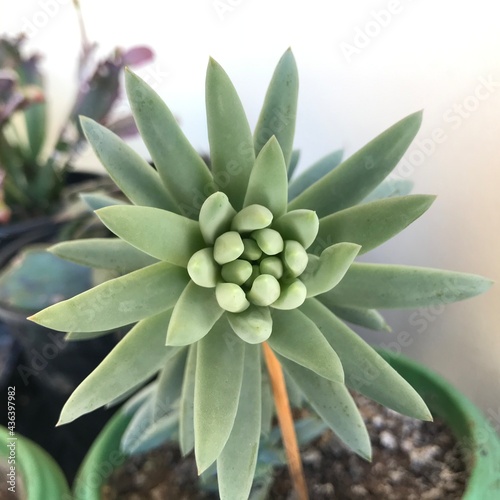 Plant