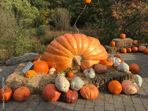 Giant pumpkin 
