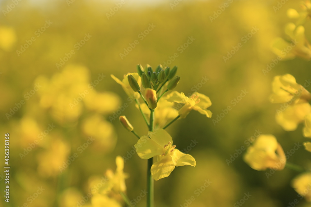 Obraz premium Rapsblüte