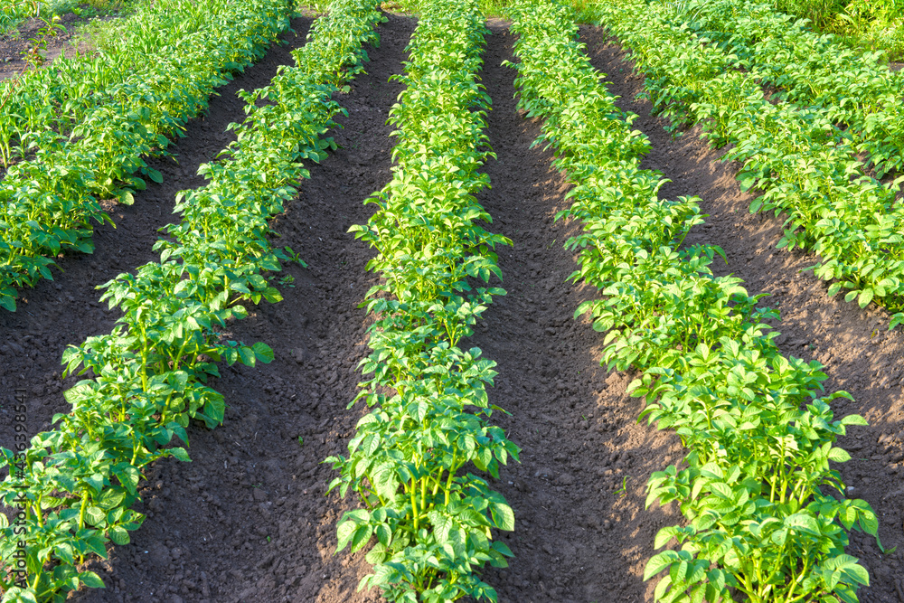 Rows of potato crops at rural backyard. Rows of potato crops at rural backyard.