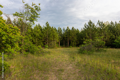 Forest and trees landscape with beautiful sky