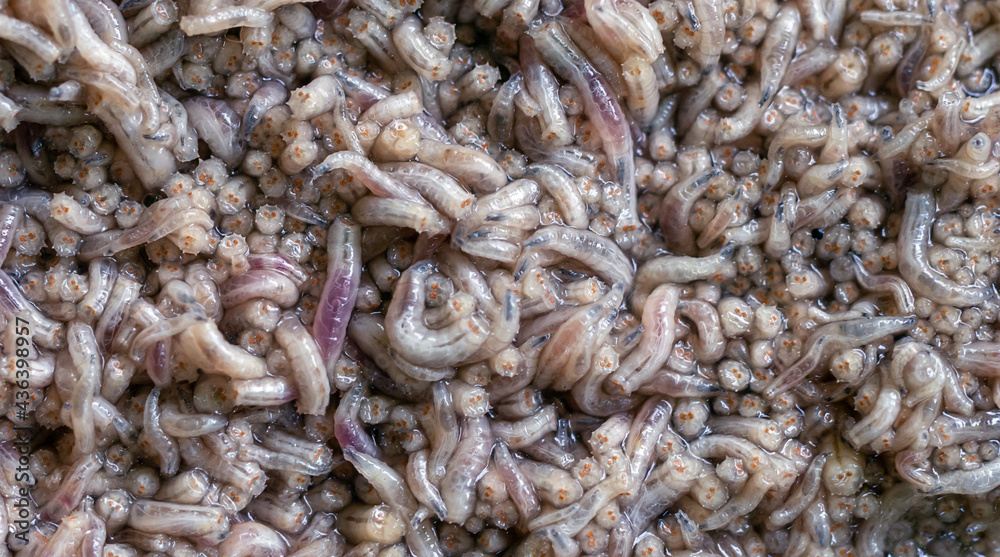 Maggots background close-up macro. Live fly larvae for fishing. Pest invasion. Maggots background close-up macro. Live fly larvae for fishing. Pest invasion.