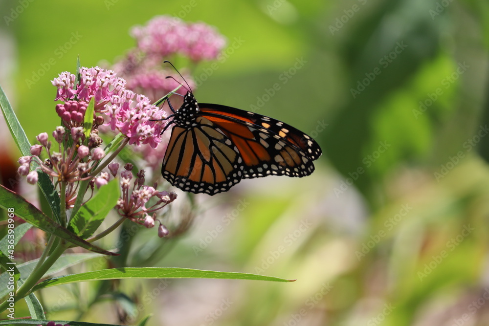 monarch butterfly on a flower monarch butterfly on a flower