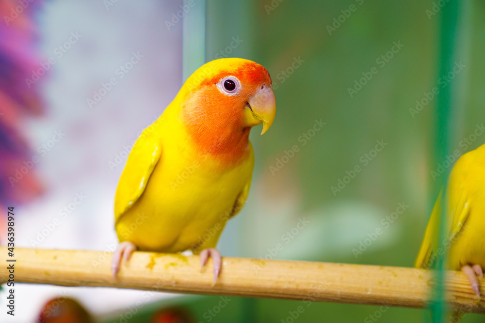 Obraz premium lovebird parrot. bird is inseparable. large, colorful, beautiful parrots. 