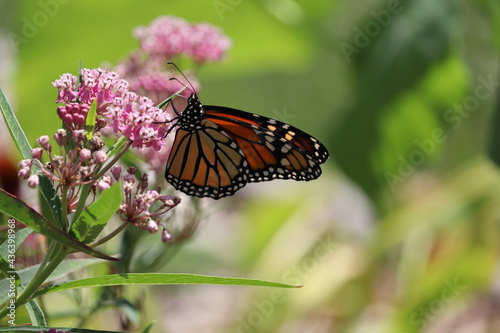 monarch butterfly on a flower © Randy Gauthier