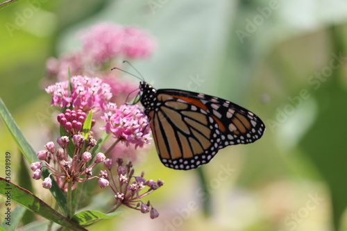 butterfly on flower © Randy Gauthier