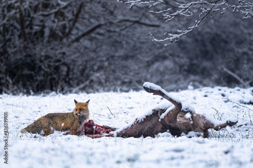 Red Fox near the remains of a deer killed by wolves. The Bieszczady Mts.  Carpathians  Poland.