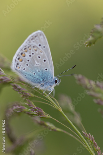 Common blue butterfly with green background in meadow  © madame_fayn