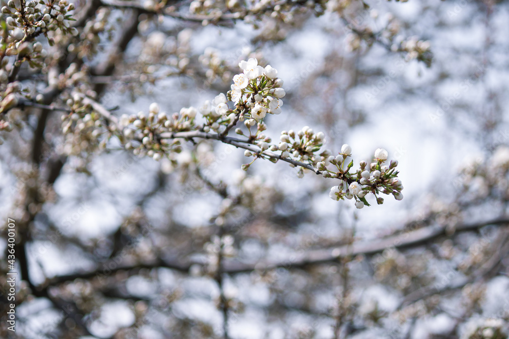 Beautiful branches of white blossoms on the tree. Nature spring background. Beautiful branches of white blossoms on the tree. Nature spring background.