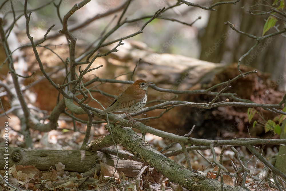 Wood Thrush Wood Thrush