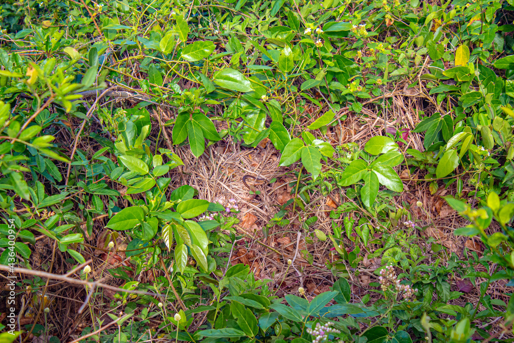 lizard in the middle of the grass brzil lizard in the middle of the grass brzil
