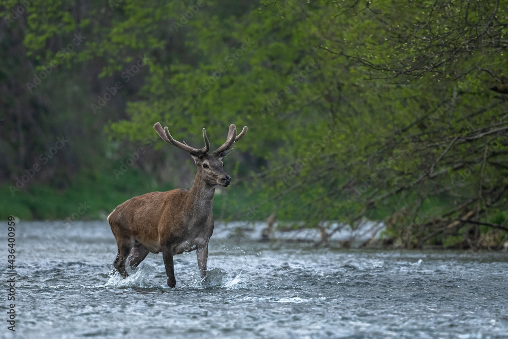 Red Deer (Cervus elaphus) in the river. The Bieszczady Mts., Carpathians, Poland. Red Deer (Cervus elaphus) in the river. The Bieszczady Mts., Carpathians, Poland.