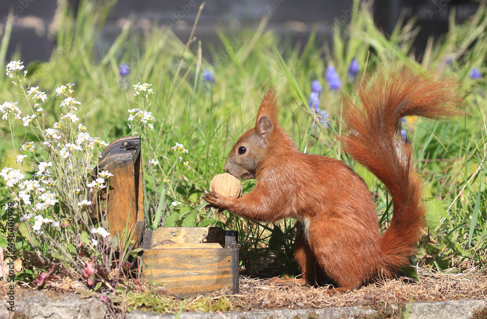 Eichhörnchen zwischen Blumen an einer Holztruhe Eichhörnchen zwischen Blumen an einer Holztruhe