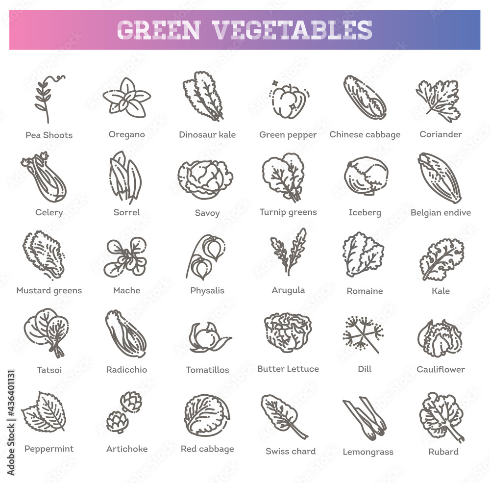 Obraz premium Green salad leaves. Vector vegetarian healthy food leaf set