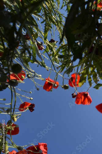 amapolas desde el sueño