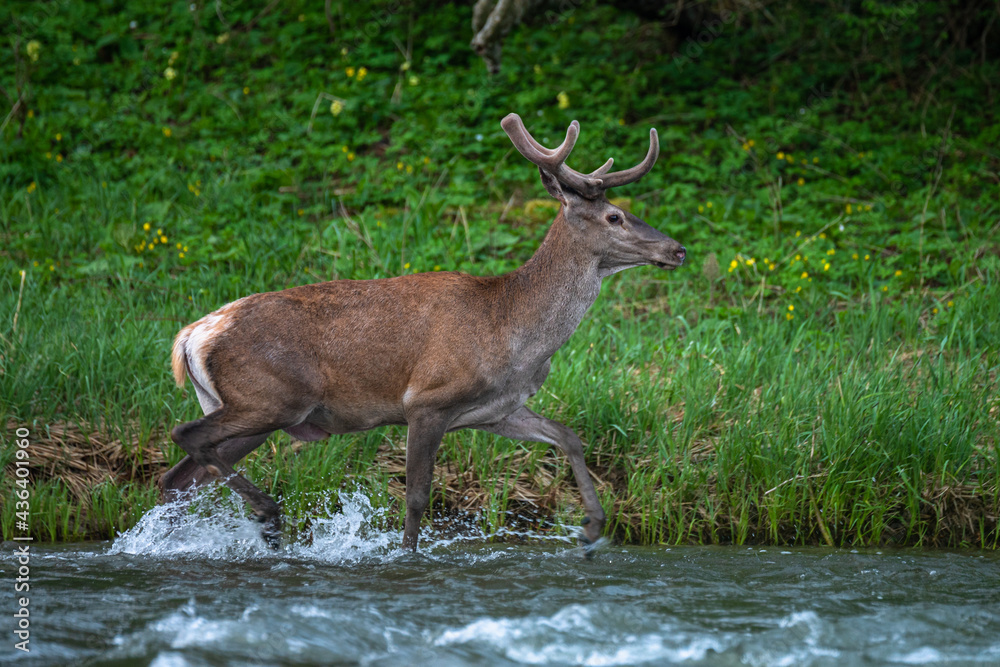 Red Deer (Cervus elaphus) in the river. The Bieszczady Mts., Carpathians, Poland.