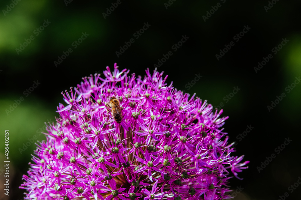 Bee on a flower. Spring landscape. Honey bee flying around blooming flower. Close up view of bee on beautiful purple fresh flower in garden Bee on a flower. Spring landscape. Honey bee flying around blooming flower. Close up view of bee on beautiful purple fresh flower in garden