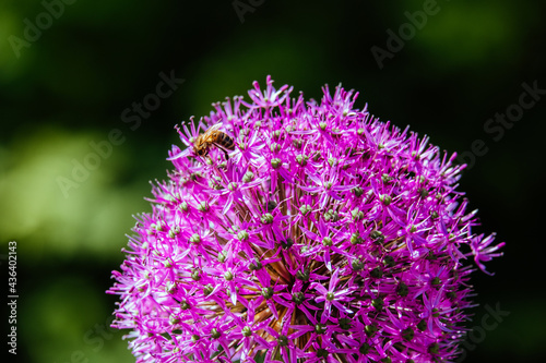 Bee on a flower. Spring landscape. Honey bee flying around blooming flower. Close up view of bee on beautiful purple fresh flower in garden