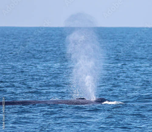 Blue whale blow hole; Blue whale blowing out water; whale spouting water from blow hole; whale blow hole; whale spraying water 