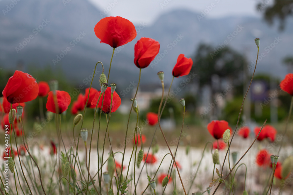 Obraz premium A meadow with beautiful poppies. Background. Foreground