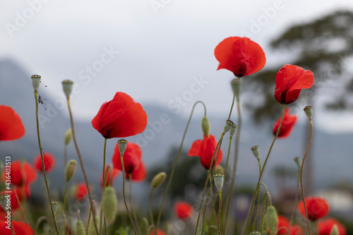 Background image with red flowers. A meadow with beautiful poppies. Foreground with poppy heads. Opium