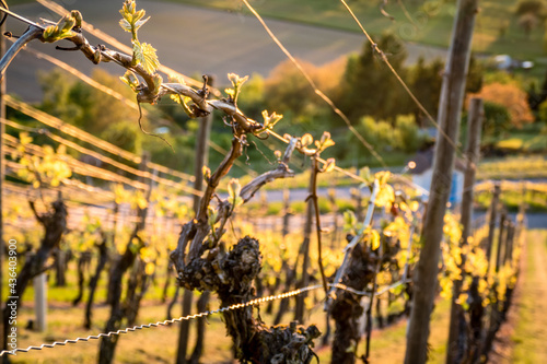 Neue Triebe am Weinstock im Frühjahr photo