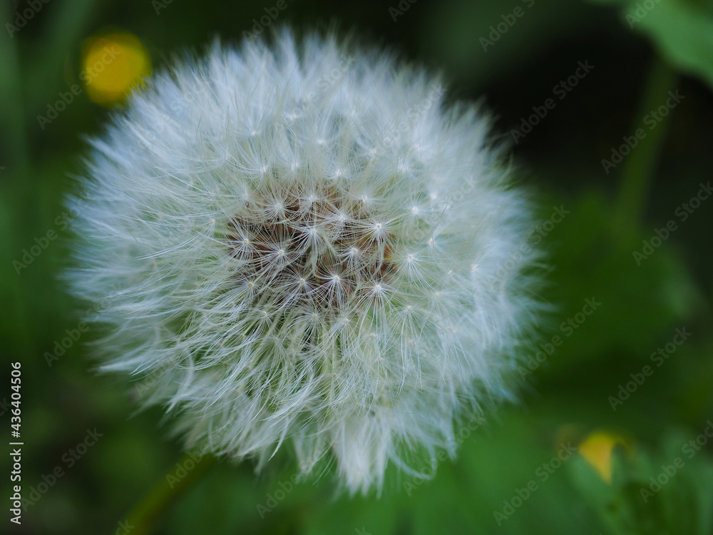 Fototapeta premium Pusteblume – Löwenzahn