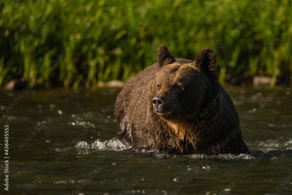 Brown Bear, Bieszczady, Carpathians, Poland. Brown Bear, Bieszczady, Carpathians, Poland.