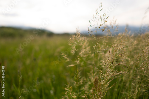 Fresh green grass background in sunny summer day