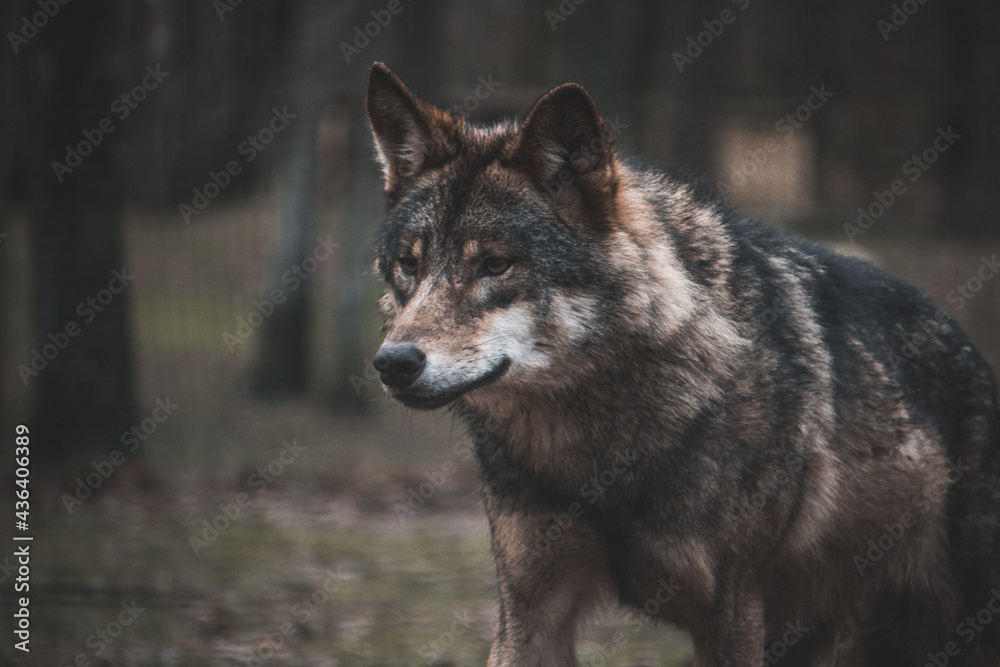 Wolf