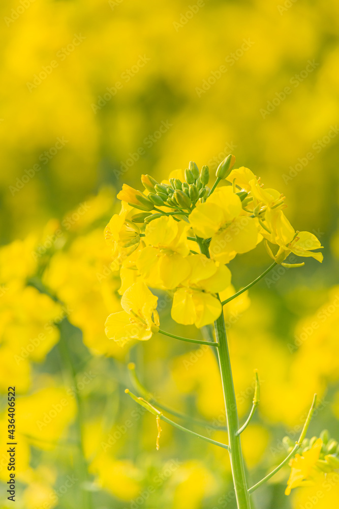 菜の花, 菜の花畑, なのはな, 菜花 菜の花, 菜の花畑, なのはな, 菜花