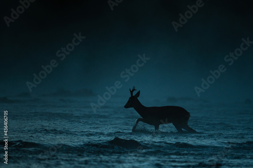 Fototapeta Naklejka Na Ścianę i Meble -  Roe Deer buck, The Bieszczady Mts., Carpathians, Poland.
