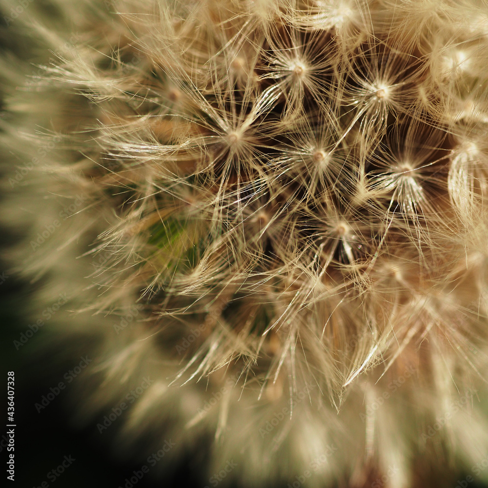 Pusteblume – Löwenzahn Pusteblume – Löwenzahn
