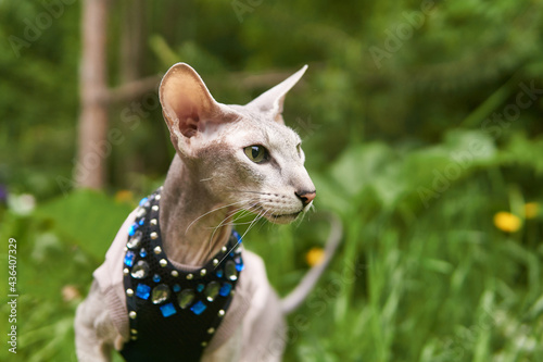 Fotografie beautiful peterbald cat on a blurred natural background