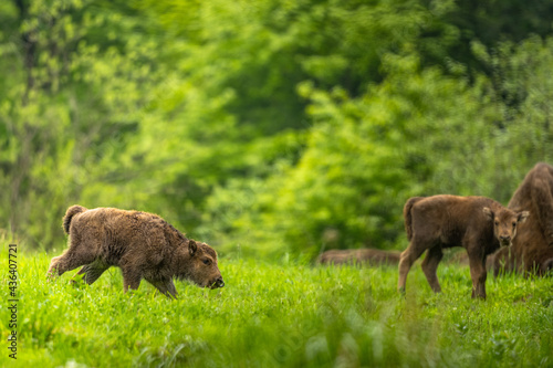 European Bison (Wisent) /Bison bonasus/ The Bieszczady Mts., Carpathians, Poland.