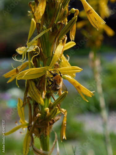 Close up of a bee