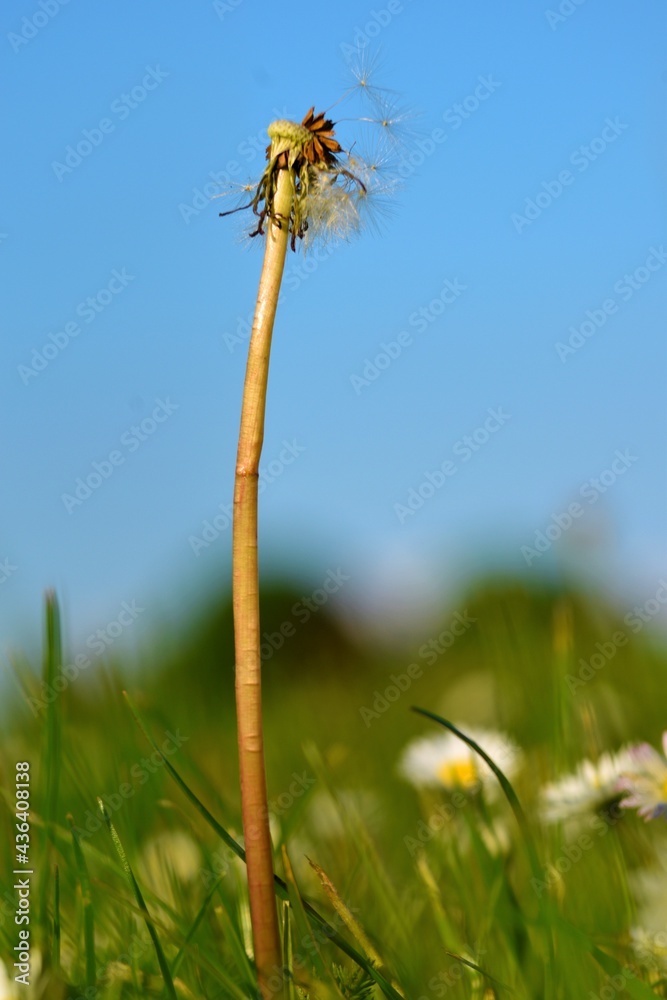 Obraz premium dandelion in the grass
