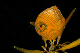 Striped anemone, Epiactis spp