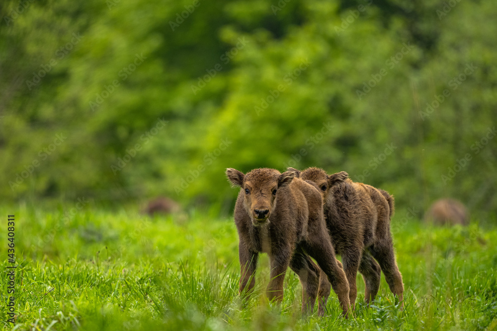 European Bison (Wisent) /Bison bonasus/ The Bieszczady Mts., Carpathians, Poland. European Bison (Wisent) /Bison bonasus/ The Bieszczady Mts., Carpathians, Poland.