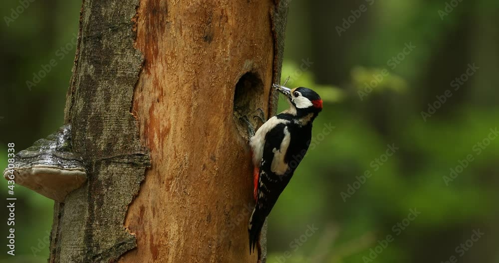 Great spotted woodpecker, Dendrocopos major, climbs to nesting hole in