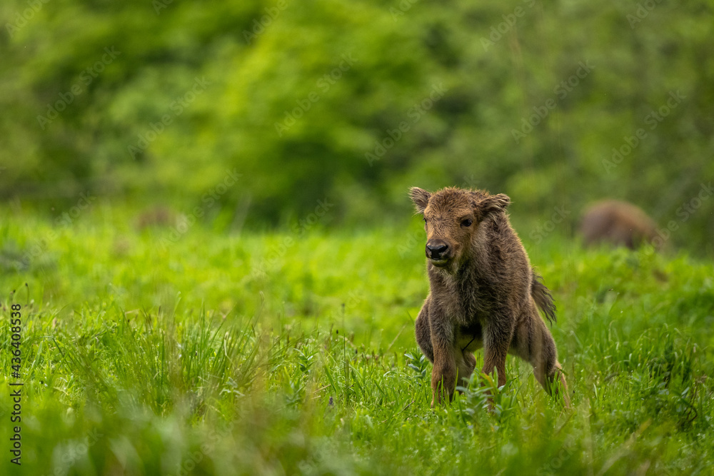 European Bison (Wisent) /Bison bonasus/ The Bieszczady Mts., Carpathians, Poland. European Bison (Wisent) /Bison bonasus/ The Bieszczady Mts., Carpathians, Poland.